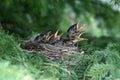 Hungry American Robin Chicks