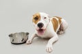 Hungry American staffordshire dog lying dog waiting for eat next a bone bowl. Isolated on gray background