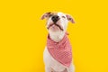 Hungry American Staffordshire dog Straight licks wearing a checkered napkin, Isolated on yellow background