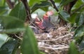 Hungry baby birds chirping for food in a nest, Georgia USA Royalty Free Stock Photo