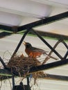 Hungry baby birds with mom in nest Royalty Free Stock Photo