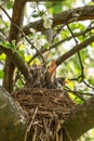 Hungry baby birds in a nest close up Royalty Free Stock Photo