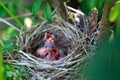 Hungry baby birds in a nest