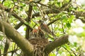 Hungry baby birds in a nest with mother thrush Royalty Free Stock Photo