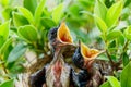 Hungry Baby birds in a nest wanting the mother bird to come an Royalty Free Stock Photo