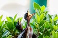 Hungry Baby birds in a nest wanting the mother bird to come an Royalty Free Stock Photo