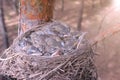 Hungry baby birds nesting in nest sleeping on tree with open beaks in forest. Royalty Free Stock Photo