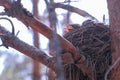 Hungry baby birds nesting in nest on tree with open beak in forest, bottom view. Royalty Free Stock Photo