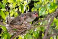 Hungry baby birds streak-eared bulbul Royalty Free Stock Photo