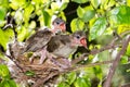 Hungry baby birds streak-eared bulbul Royalty Free Stock Photo