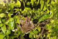 Hungry baby birds streak-eared bulbul Royalty Free Stock Photo