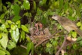 Hungry baby birds streak-eared bulbul Royalty Free Stock Photo