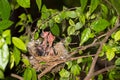 Hungry baby birds streak-eared bulbul Royalty Free Stock Photo