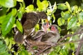 Hungry baby birds streak-eared bulbul Royalty Free Stock Photo