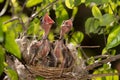 Hungry baby birds streak-eared bulbul Royalty Free Stock Photo