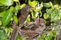 Hungry baby birds streak-eared bulbul Royalty Free Stock Photo