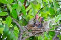 Hungry baby birds streak-eared bulbul Royalty Free Stock Photo