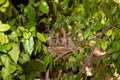 Hungry baby birds streak-eared bulbul Royalty Free Stock Photo