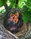 Hungry Baby Birds in Their Nest Royalty Free Stock Photo