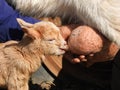 Hungry baby goat drinking motherÃÂ´s milk