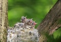 hungry baby out of the nest their open hungry beaks