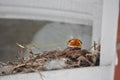 Hungry Baby Robin Bird with Mouth Open in a Nest Royalty Free Stock Photo