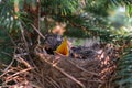 Hungry baby robin birds in nest Royalty Free Stock Photo