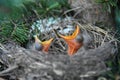 Hungry Baby Robins Royalty Free Stock Photo