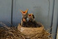 Hungry Baby Robins in the Nest Royalty Free Stock Photo