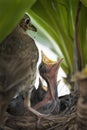 Hungry baby Song thrushes (Turdus philomelos) open mouth widely and cry for mother to feed them. Vertical format