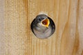 Hungry Baby Tree Swallow