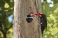 Hungry Baby Woodpeckers Royalty Free Stock Photo