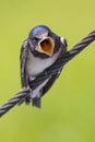Hungry barn swallow on a cable Royalty Free Stock Photo