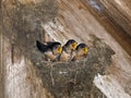 Hungry Barn Swallow Chicks Royalty Free Stock Photo