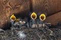 Hungry Barn Swallow Chicks Royalty Free Stock Photo