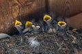 Hungry Barn Swallow Chicks Royalty Free Stock Photo