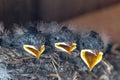 Hungry Barn Swallow Chicks Royalty Free Stock Photo