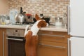 Hungry basenji dog is trying to reach for a cookie