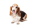 Hungry Basset Hound Royalty Free Stock Photo