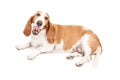 Hungry Basset Hound Tongue Out Royalty Free Stock Photo