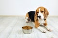 A hungry beagle dog is lying on the floor and looking at a bowl of dry food.