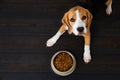 A hungry beagle dog is lying on the floor and next to a bowl of dry food.