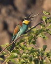 The hungry bee-eater Royalty Free Stock Photo