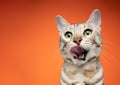 hungry bengal cat licking lips on orange background