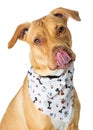 Hungry Big Dog Wearing Bandana