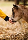 Hungry Billy Goat Royalty Free Stock Photo