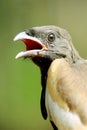 Hungry bird Royalty Free Stock Photo