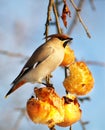 Hungry bird eating apples Royalty Free Stock Photo