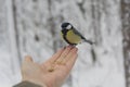 Hungry bird in the hand in a winter park