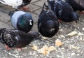 Hungry bird. Pigeons eat bread. Wild bird Royalty Free Stock Photo